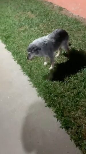 Alexandre Rossi Instagram - Vocês lembram do Fumaça, o pai canino da Estopinha?

Ele já está bem idosinho e recebi alguns vídeos dele recentemente, e ele está andando com bastante dificuldade e cambaleando. 

Isso me apertou o peito e também me fez lembrar da Estopinha e de como é importante fazermos de tudo pra manter a qualidade de vida deles até o fim, assim como fiz com a Topa e a Miriam faz com o Fumaça.

E na live de hoje vou falar sobre isso, como tomar as melhores decisões pra dar mais qualidade de vida pro seu pet idoso.

É daqui a pouco, às 18h30. Você não pode perder! 
:
#alexandrerossi #drpet #cachorroidoso #idosos #live #bemestar