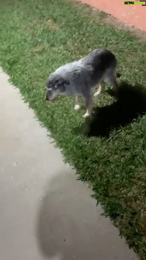 Alexandre Rossi - 38.1K Likes - Vocês lembram do Fumaça, o pai canino da Estopinha?
Ele já está bem idosinho e recebi alguns vídeos dele recentemente, e ele está andando com bastante dificuldade e cambaleando.
Isso me apertou o peito e também me fez lembrar da Estopinha e de como é importante fazermos de tudo pra manter a qualidade de vida deles até o fim, assim como fiz com a Topa e a Miriam faz com o Fumaça.
E na live de hoje vou falar sobre isso, como tomar as melhores decisões pra dar mais qualidade de vida pro seu pet idoso.
É daqui a pouco, às 18h30. Você não pode perder!
:
#alexandrerossi #drpet #cachorroidoso #idosos #live #bemestar