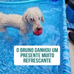 Alexandre Rossi Instagram - Vocês lembram que o Bruno tinha medo de água? Pois é, aos poucos fomos ensinando ele a gostar e agora ele tá parecendo um peixe, amando água, rs. E nesse calor nada melhor que aproveitar uma piscina, né?! E vocês acreditam que o Bruno ganhou uma piscina de presente da @mor_oficial, além de um cooler e cadeiras? E gente, ele amou e tá aproveitando pra se refrescar nesse calorão, algo que eu recomendo muito para os pets que curtem. Vem ver! :: : #alexandrerossi #drpet #calor #piscina #petnadando #cachorronapiscina #morpiscina #mor #parceria