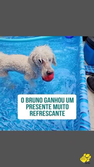 Alexandre Rossi Instagram - Vocês lembram que o Bruno tinha medo de água? Pois é, aos poucos fomos ensinando ele a gostar e agora ele tá parecendo um peixe, amando água, rs.

E nesse calor nada melhor que aproveitar uma piscina, né?! E vocês acreditam que o Bruno ganhou uma piscina de presente da @mor_oficial, além de um cooler e cadeiras? E gente, ele amou e tá aproveitando pra se refrescar nesse calorão, algo que eu recomendo muito para os pets que curtem.

Vem ver!
::
: 
#alexandrerossi #drpet #calor #piscina #petnadando #cachorronapiscina #morpiscina #mor #parceria