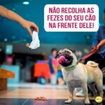 Alexandre Rossi Instagram - Você sabia que recolher o cocô na frente do seu cão pode torná-lo muito interessante pra ele? É isso mesmo! Quando seu cão faz cocô em CASA e você sai correndo pra recolher, ele pode entender que o cocô é algo muito importante, afinal, tá todo mundo “querendo pegar”. Isso pode levá-lo a começar a comer as próprias fezes ou até pegar na boca e levar até você, pra que você veja que ele “pegou antes”. Por isso, o ideal é que você evite ao máximo sair correndo e/ou recolher na frente do seu cão. Em vez disso, depois que ele fizer cocô, chame-o pra perto de você e dê um petisco. Espere ele esquecer das fezes e depois vá recolher, sem “disputar”. Essa não é a única causa de coprofagia (que é ato de comer cocô), mas é um dos motivos principais que levam a esse comportamento. ➡️ E se o seu cão tem o hábito de comer as próprias fezes, vem entender melhor e saber como diminuir esse comportamento de uma vez por todas no meu curso sobre isso. O link está na bio. : #alexandrerossi #drpet #comportamentoanimal #cachorro #coprofagia #cachorrocomendococô