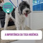 Alexandre Rossi Instagram - Se o seu pet costuma ficar com cocô grudado no bumbum ou se molha inteiro pra fazer xixi, hoje eu trouxe uma ótima dica de como evitar isso: a tosa higiênica. Pois é, muita gente não sabe, mas a tosa higiênica evita que os pets fiquem sujos e até incomodados, pois mantém a região mais limpa e sem grudar tudo, rs. E como levei o @barthooficial pra fazer o Banho & Tosa higiênica na @petz, aproveitei pra mostrar um pouco pra vocês. Vem conferir mais no vídeo! : #alexandrerossi #drpet #saudeanimal #banhoetosa #tosahigienica #petz