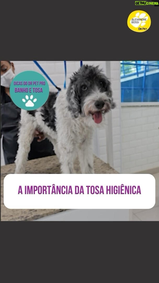 Alexandre Rossi Instagram - Se o seu pet costuma ficar com cocô grudado no bumbum ou se molha inteiro pra fazer xixi, hoje eu trouxe uma ótima dica de como evitar isso: a tosa higiênica. Pois é, muita gente não sabe, mas a tosa higiênica evita que os pets fiquem sujos e até incomodados, pois mantém a região mais limpa e sem grudar tudo, rs. E como levei o @barthooficial pra fazer o Banho & Tosa higiênica na @petz, aproveitei pra mostrar um pouco pra vocês. Vem conferir mais no vídeo! : #alexandrerossi #drpet #saudeanimal #banhoetosa #tosahigienica #petz