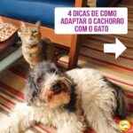 Alexandre Rossi Instagram - Adotar um novo integrante pode ser algo desafiador, ainda mais pra quem já tem um pet em casa e de outra espécie. Afinal, o mais velho provavelmente não pediu alguém pra dividir a casa, a atenção e mudar sua rotina, rs. Por isso, hoje eu trouxe 4 dicas que podem te ajudar a criar uma relação saudável entre seus pets. ➡️E pra saber mais sobre como educar seu pet, vem conferir meus cursos no link da bio. : #alexandreross #drpet #comportamentoanimal #adestramentointeligente #cachorro #gato