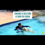 Alexandre Rossi Instagram - Muita gente quer ensinar o cão a nadar, afinal, é muito bom vê-los felizes nadando, né?! O jeito mais fácil de fazer isso é levar o pet em algum lugar que ele consiga entrar e sair sozinho no começo e ir incentivando. Outra coisa que muitos não sabem é que um dos pontos mais importante é ensinar o pet a sair da água, mesmo aqueles que já sabem nadar, pra que não corram nenhum risco. Vem conferir no vídeo! : #alexandrerossi #drpet #comportamentoanimal #cachorronadando #cachorronaagua #cachorronapiscina #ensinarcachorroanadar