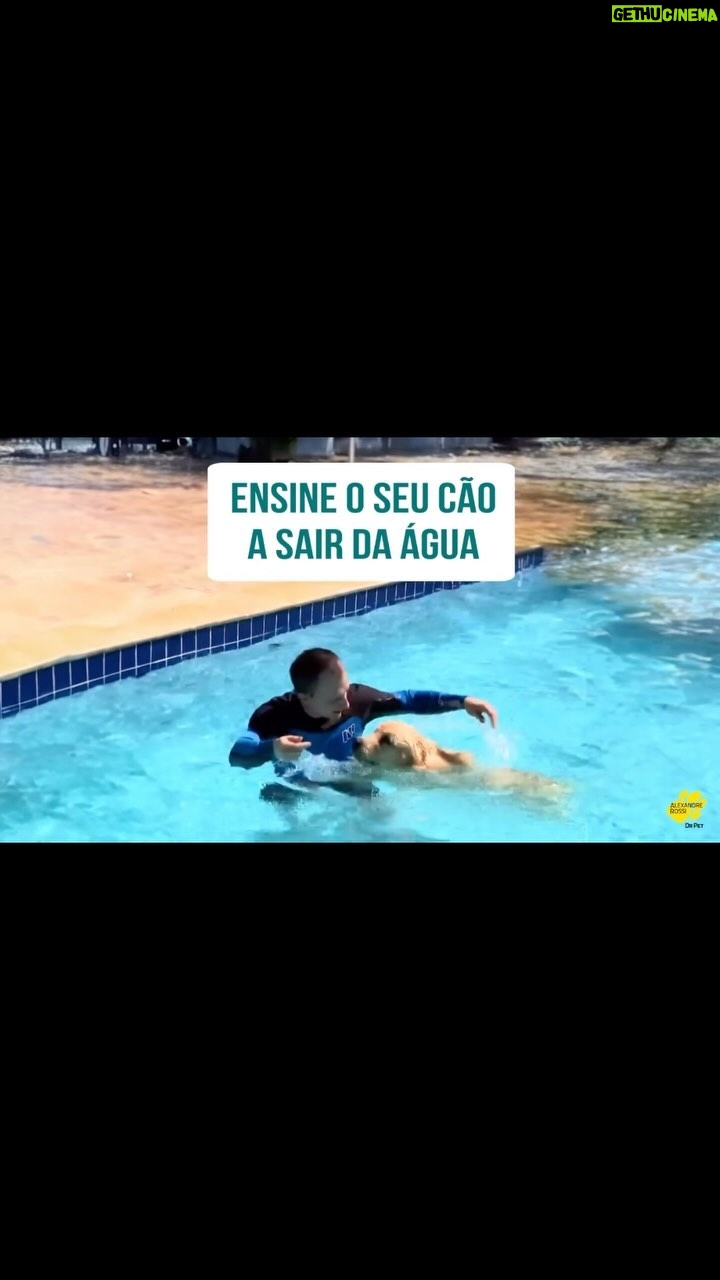 Alexandre Rossi Instagram - Muita gente quer ensinar o cão a nadar, afinal, é muito bom vê-los felizes nadando, né?! O jeito mais fácil de fazer isso é levar o pet em algum lugar que ele consiga entrar e sair sozinho no começo e ir incentivando. Outra coisa que muitos não sabem é que um dos pontos mais importante é ensinar o pet a sair da água, mesmo aqueles que já sabem nadar, pra que não corram nenhum risco. Vem conferir no vídeo! : #alexandrerossi #drpet #comportamentoanimal #cachorronadando #cachorronaagua #cachorronapiscina #ensinarcachorroanadar
