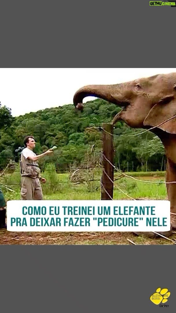Alexandre Rossi Instagram - Hoje trouxe pra vocês o dia que ensinei a Bambi, uma elefanta a dar a pata. Os elefantes podem ter infecção nas unhas e nas patas, então, pra conseguir cuidar e evitar isso, os cuidadores precisam fazer um trabalho de pedicure. Por isso, fui ao Zoológico tentar encontrar uma maneira de ajudar o veterinário e o cuidador com esse trabalho. E pra saber a história toda, venha conferir no Podcast Dr Pet, disponível em todas as plataformas de áudio. : #alexandrerossi #drpet #comportamentoanimal #adestramentointeligente #elefante #zoologico #podcastdrpet