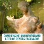 Alexandre Rossi Instagram - Você já imaginou precisar ensinar um hipopótamo a ficar de boca aberta? Parece algo quase inusitado, né?! Mas eu fui desafiado a treinar um hipopótamo a ficar com a boca aberta, pra que seus tratadores conseguissem avaliar, cuidar e escovar seus dentes. Foi uma experiência muito legal, e no Podcast Dr Pet, disponível em todas as plataformas de áudio, eu contei mais sobre isso. Corre lá pra conferir. : #alexandrerossi #drpet #podcastdrpet #hipopotamo #saudeanimal #bemestaranimal