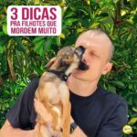 Alexandre Rossi Instagram - Seu filhote anda te mordendo demais? Eu separei 3 dicas para ajudar vocês: 1️⃣ Use um brinquedo em vez das mãos na hora de brincar ou interagir com o filhote. Tenha sempre um brinquedo por perto e toda vez que for interagir e ele for morder, ofereça o item. Caso ele acerte, elogie e brinque bastante com ele. 2️⃣ Pare de interagir/brincar toda vez que ele te morder. Não incentive o comportamento, não converse e nem faça carinho enquanto ele morde, não deixe a mão disponível. Senão, ele vai achar que é legal e vai continuar fazendo. 3️⃣ Crie uma rotina com estímulos físicos, mentais e momentos de relaxamento. Muitos cães mordem por ansiedade e tédio, então, é importante promover momentos de enriquecimento ambiental e gasto de energia. E uma dica extra: tenha paciência com seu filhote! ➡️ E se quiser saber mais dicas sobre mordidas e muito mais, vem fazer parte da minha comunidade exclusiva pra alunos do meu curso de filhotes. Lá você vai aprender muito e ainda pode conversar com pessoas que estão passando pela mesma situação que você! O link está na bio! : #alexandrerossi #drpet #adestramentointeligente #comportamentoanimal #cachorro