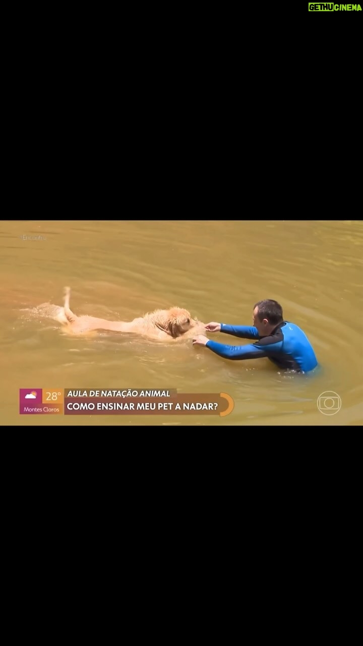 Alexandre Rossi Instagram - A maioria das pessoas quer ensinar o cão a nadar, afinal, é uma delicia ver eles pulando e nadando, né?! Mas muitos não tem ideia de como ensinar. Por isso, no Encontro Pet do programa Encontro com @patriciapoeta de sexta, eu dei algumas dicas sobre como você pode ensinar seu pet. Vem conferir no vídeo! : #alexandrerossi #drpet #encontropet #programaencontro #tvglobo #cachorronadando #cachorronaagua