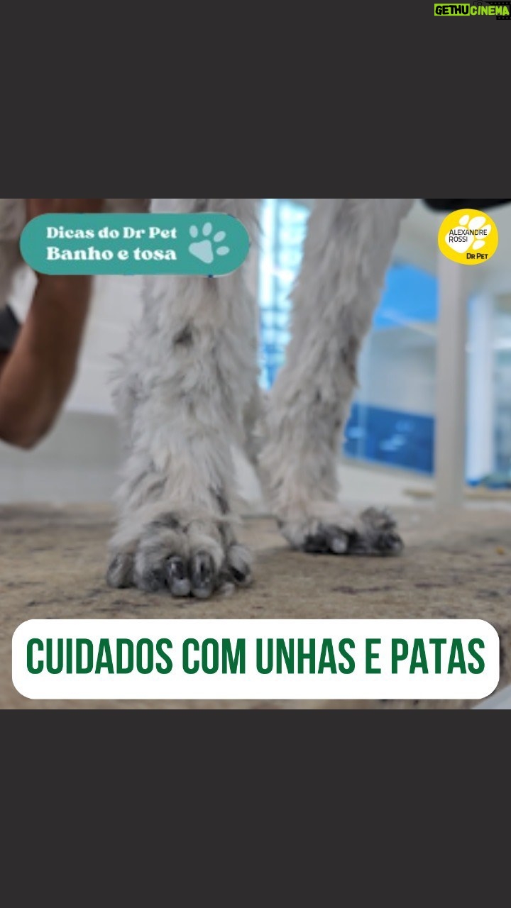 Alexandre Rossi Instagram - Se seu pet costuma escorregar e derrapar enquanto anda ou corre em casa, saiba que tem um jeito de melhorar isso! Pra isso, é importante mantermos as unhas cortadas e os pelos que eles tem embaixo das patas aparado. Então aproveitei que estava levando o @barthooficial e o Bruno pro Banho & Tosa na @petz pra já demonstrar como fazer! Vem conferir! : #alexandrerossi #drpet #saudeanimal #bemestaranimal #cachorro #pisoescorregadio