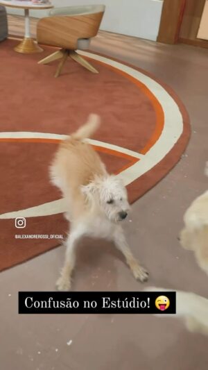 Alexandre Rossi Instagram - Hoje encontrei esse vídeo do dia em que a Pipoca participou do Encontro com a @patriciapoeta, e confesso que assim como alguns de vocês, também fiquei surpreso com a semelhança dela com a Estopinha. 

Ela também foi adotada, é super elétrica, adora correr e fazer bagunça e também ama comer e roubar comida, rs. É muito bom poder ver alguns cães que me lembram dela e ter essa lembrança boa, com aquela saudade dos momentos que tive com ela. 

E você tem alguma lembrança boa com algum pet que perdeu?