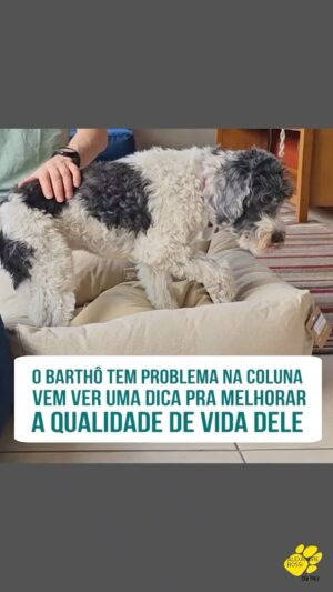 Alexandre Rossi Instagram - Vocês sabem que apesar de toda a energia e disposição, o @barthooficial já é um idoso, né?! 

Ele já tem alguns problemas de saúde, como uma alteração na coluna, e isso está fazendo com que ele prefira dormir em caminhas mais confortáveis e também usar a rampa pra descer do sofá, em vez de só pular como fazia antes. 

E como estou sempre preocupado com o bem-estar dele, escolhi duas caminhas bem confortáveis pra ele, a Zee.Bed da @zee_dog e essas duas caminhas lindas da @petz, assim posso deixar elas espalhadas pela casa e ele pode sempre deitar pra relaxar e descansar.

Vem conferir mais no vídeo!
:
#alexandrerossi #drpet #idosos #cachorroidoso #bemestaranimal #velhicepet