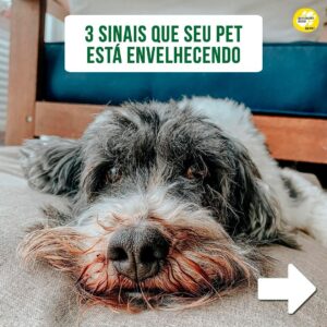 Alexandre Rossi Instagram - Identificou seu cão em algum desses sinais? Se sim, saiba que ele está envelhecendo! 

Mas calma, isso não é algo ruim, faz parte do ciclo da vida, e os pets podem envelhecer e continuar tendo uma vida boa e saudável, como o @barthooficial.

Quem me acompanha por aqui sabe que ele é um idoso cheia de energia e ansiedade, ama ganhar gente, ganhar carinho e estar no meio da bagunça. Pra garantir que isso se mantenha por muitos anos, reforcei os cuidados com a alimentação dele, estou de olho na intensidade das atividades físicas, criando alternativas para ele não derrapar tanto em casa e sempre fazendo check-ups no @seres. 

Não é porque o seu pet está ficando idoso que ele não pode ter bem-estar e muita qualidade de vida!
: 
#alexandrerossi #drpet #idosos #envelhecimentopet #cachorro #cachorroidoso #estopinha