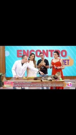 Alexandre Rossi Instagram - Quem me acompanha por aqui viu que postei foto com um gato gigante, né?! E ele é o Xartrux, um gato da raça Maine Coon, que costuma assustar as pessoas pelo tamanho, rs.

E quinta-feira no Encontro com @patriciapoeta, falei um pouco sobre a raça. Vem conferir e já me conta se conhecia essa raça! 
:
#alexandrerossi #drpet #encontrocompatriciapoeta #tvglobo #mainecoon #gatos