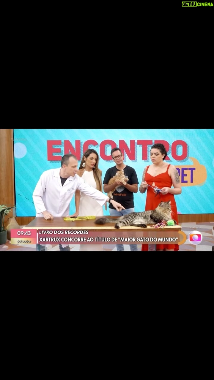 Alexandre Rossi - 8.9K Likes - Quem me acompanha por aqui viu que postei foto com um gato gigante, né?! E ele é o Xartrux, um gato da raça Maine Coon, que costuma assustar as pessoas pelo tamanho, rs.
E quinta-feira no Encontro com @patriciapoeta, falei um pouco sobre a raça. Vem conferir e já me conta se conhecia essa raça!
:
#alexandrerossi #drpet #encontrocompatriciapoeta #tvglobo #mainecoon #gatos