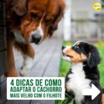 Alexandre Rossi Instagram - Adotar um filhote pode ser algo desafiador, ainda mais pra quem já tem um cão mais velho em casa. Afinal, o mais velho provavelmente não pediu alguém pra dividir a casa, a atenção e mudar a rotina dele, rs. Por isso, hoje eu trouxe 3 dicas que podem te ajudar a criar uma relação saudável entre seu filhote e o cão que já era “dono da casa”. ➡️E pra saber mais sobre como educar seu filhote, vem ser meu aluno no meu curso de filhotes. O link está na bio. : #alexandrerossi #drpet #filhote #cachorro #socializacao #comportamentoanimal #adestramentointeligente