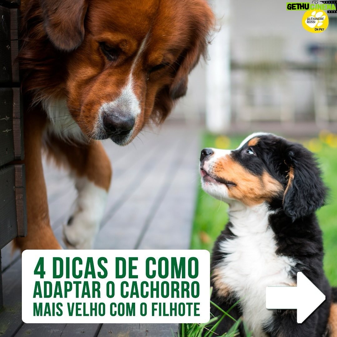 Alexandre Rossi Instagram - Adotar um filhote pode ser algo desafiador, ainda mais pra quem já tem um cão mais velho em casa. Afinal, o mais velho provavelmente não pediu alguém pra dividir a casa, a atenção e mudar a rotina dele, rs. Por isso, hoje eu trouxe 3 dicas que podem te ajudar a criar uma relação saudável entre seu filhote e o cão que já era “dono da casa”. ➡️E pra saber mais sobre como educar seu filhote, vem ser meu aluno no meu curso de filhotes. O link está na bio. : #alexandrerossi #drpet #filhote #cachorro #socializacao #comportamentoanimal #adestramentointeligente