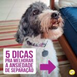 Alexandre Rossi Instagram - Se o seu cão tem dificuldade em ficar sozinho, saiba que isso é mais comum do que você imagina! Infelizmente, a maioria dos cães hoje em dia apresenta algum grau de ansiedade de separação, o que pode causar destruição de móveis e objetos, latidos, choros e uivos, e até xixi e cocô no lugar errado. Por isso, hoje eu trouxe 5 coisas que podem ajudar seu cão que sofre com isso! Vem conferir. E pra saber mais, te convido a conhecer os meus cursos de educação de pets, incluindo um exclusivo de ansiedade de separação. Os links estão na bio! : #alexandrerossi #drpet #ansiedadedeseparação #comportamentoanimal #adestramentointeligente #adestramentopositivo