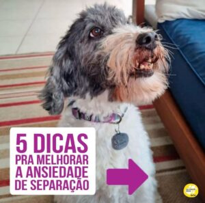 Alexandre Rossi Instagram - Se o seu cão tem dificuldade em ficar sozinho, saiba que isso é mais comum do que você imagina!

Infelizmente, a maioria dos cães hoje em dia apresenta algum grau de ansiedade de separação, o que pode causar destruição de móveis e objetos, latidos, choros e uivos, e até xixi e cocô no lugar errado.

Por isso, hoje eu trouxe 5 coisas que podem ajudar seu cão que sofre com isso! Vem conferir.

E pra saber mais, te convido a conhecer os meus cursos de educação de pets, incluindo um exclusivo de ansiedade de separação. Os links estão na bio!
:
#alexandrerossi #drpet #ansiedadedeseparação #comportamentoanimal #adestramentointeligente #adestramentopositivo