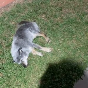 Alexandre Rossi Instagram - Vocês lembram do Fumaça, o pai canino da @estopinharossi? 

Essa semana, estou pensando bastante na Estopinha e também no pai dela, que já está bem velhinho. E recebi algumas fotos e vídeos dele, que a Miriam, tutora dele me mandou…  Gente, como ele se parece com a Topa, né?! 

Eu fiquei emocionado vendo os vídeos dele e lembrando dela. Mas ao mesmo tempo, fiquei triste em saber que ele está mais idosinho e não está mais aguentando fazer tudo que fazia antes e nem tão espertinho. 

Mas meu coração se enche de amor por saber que ele está sendo muito bem cuidado e ainda está aproveitando o tempinho que tem, assim como foi com a Estopinha, aproveitando até o fim! 
:
#alexandrerossi #drpet #fumaça #paidaestopinha #noticiasdofumaca #saudadeestopinha