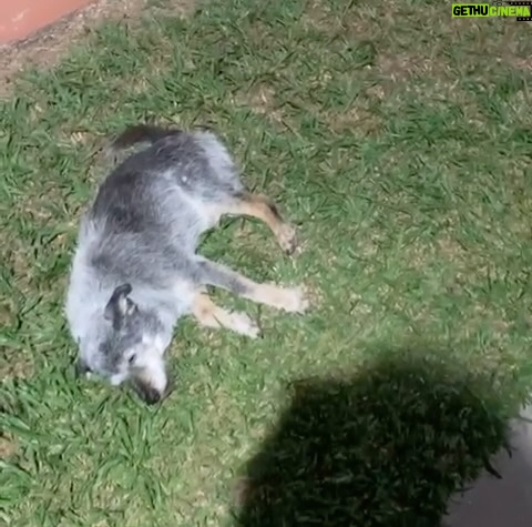 Alexandre Rossi Instagram - Vocês lembram do Fumaça, o pai canino da @estopinharossi? Essa semana, estou pensando bastante na Estopinha e também no pai dela, que já está bem velhinho. E recebi algumas fotos e vídeos dele, que a Miriam, tutora dele me mandou… Gente, como ele se parece com a Topa, né?! Eu fiquei emocionado vendo os vídeos dele e lembrando dela. Mas ao mesmo tempo, fiquei triste em saber que ele está mais idosinho e não está mais aguentando fazer tudo que fazia antes e nem tão espertinho. Mas meu coração se enche de amor por saber que ele está sendo muito bem cuidado e ainda está aproveitando o tempinho que tem, assim como foi com a Estopinha, aproveitando até o fim! : #alexandrerossi #drpet #fumaça #paidaestopinha #noticiasdofumaca #saudadeestopinha