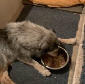 Alexandre Rossi Instagram - Vocês lembram do Fumaça, o pai canino da @estopinharossi? 

Essa semana, estou pensando bastante na Estopinha e também no pai dela, que já está bem velhinho. E recebi algumas fotos e vídeos dele, que a Miriam, tutora dele me mandou…  Gente, como ele se parece com a Topa, né?! 

Eu fiquei emocionado vendo os vídeos dele e lembrando dela. Mas ao mesmo tempo, fiquei triste em saber que ele está mais idosinho e não está mais aguentando fazer tudo que fazia antes e nem tão espertinho. 

Mas meu coração se enche de amor por saber que ele está sendo muito bem cuidado e ainda está aproveitando o tempinho que tem, assim como foi com a Estopinha, aproveitando até o fim! 
:
#alexandrerossi #drpet #fumaça #paidaestopinha #noticiasdofumaca #saudadeestopinha