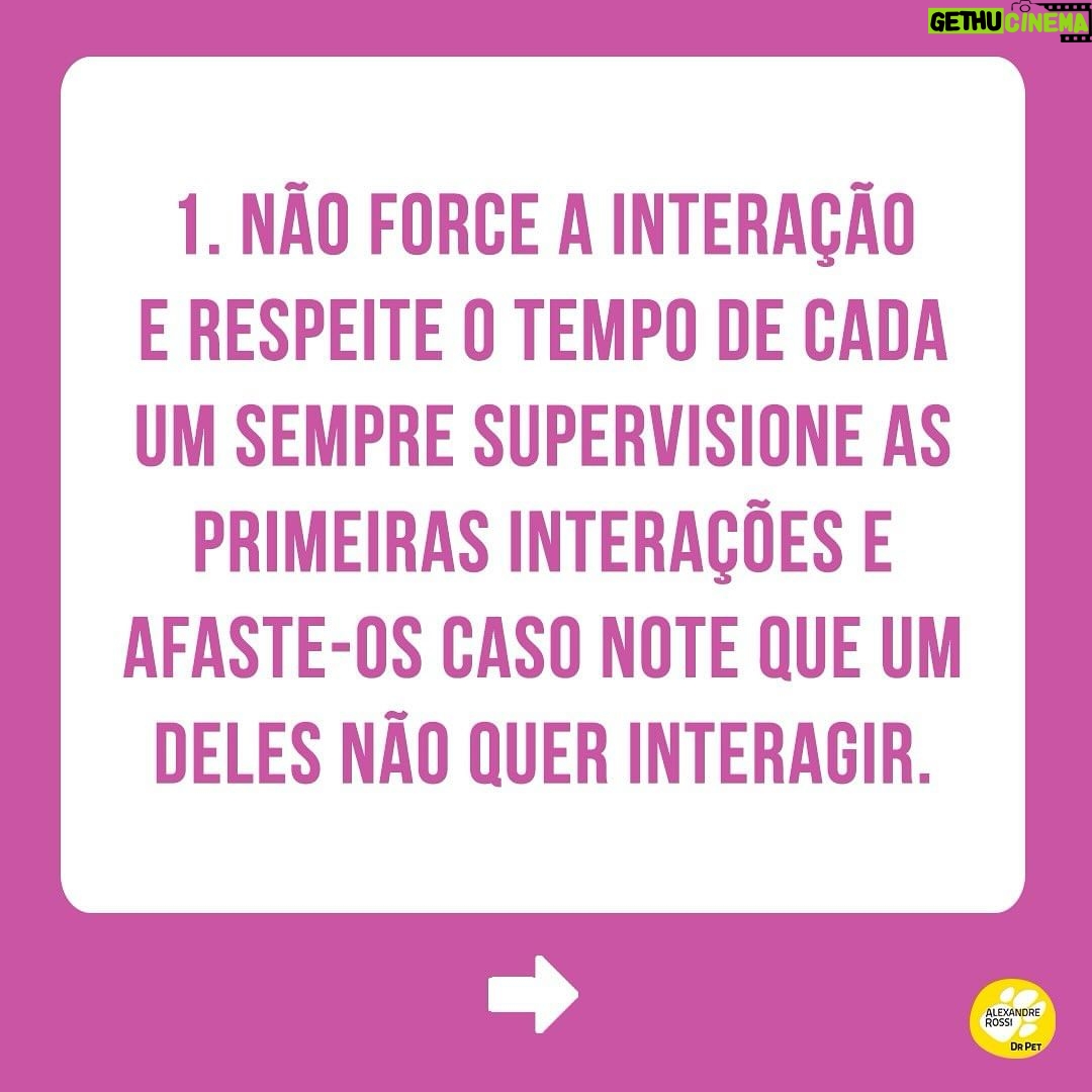 Alexandre Rossi Instagram - Adotar um novo integrante pode ser algo desafiador, ainda mais pra quem já tem um pet em casa e de outra espécie. Afinal, o mais velho provavelmente não pediu alguém pra dividir a casa, a atenção e mudar sua rotina, rs. Por isso, hoje eu trouxe 4 dicas que podem te ajudar a criar uma relação saudável entre seus pets. ➡️E pra saber mais sobre como educar seu pet, vem conferir meus cursos no link da bio. : #alexandreross #drpet #comportamentoanimal #adestramentointeligente #cachorro #gato