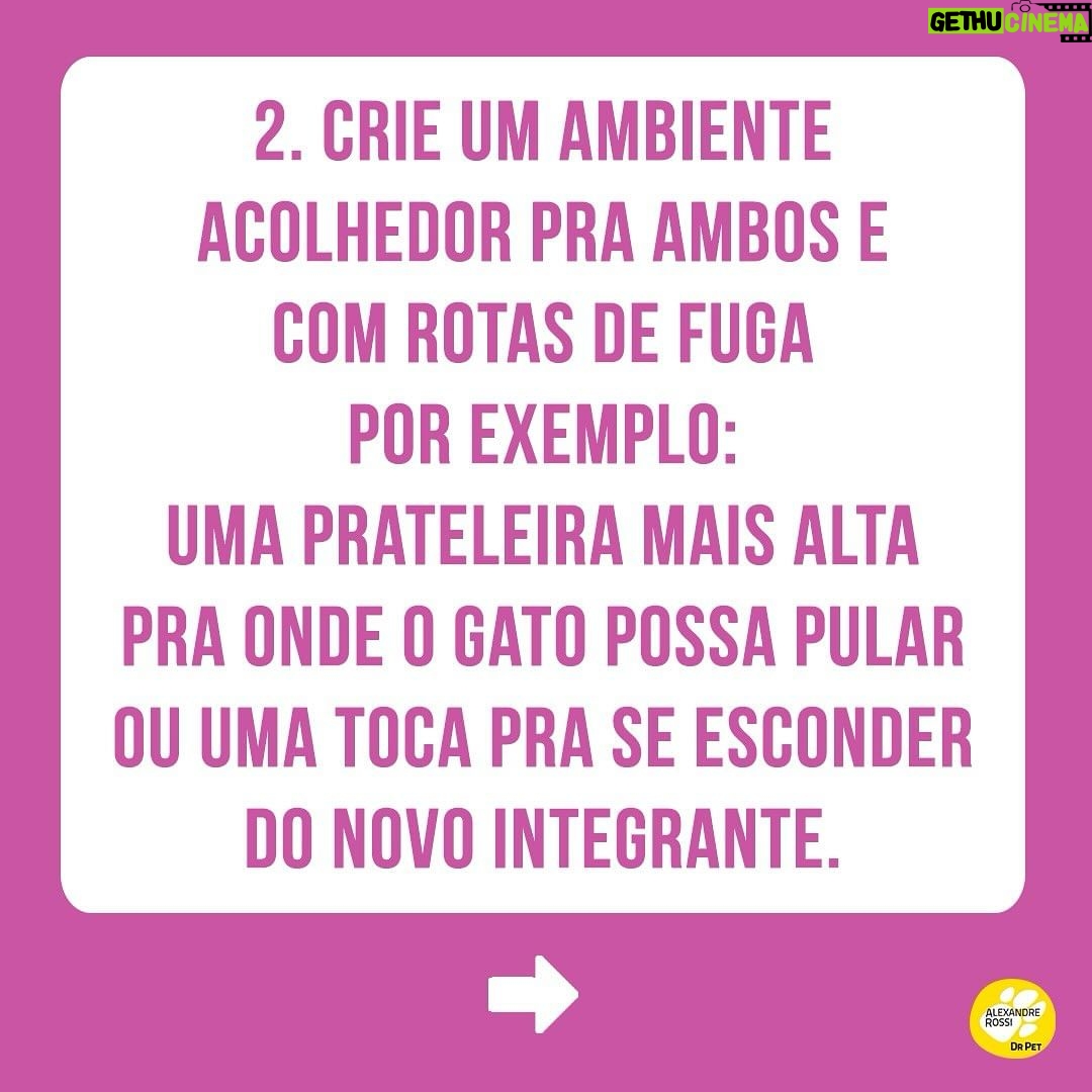 Alexandre Rossi Instagram - Adotar um novo integrante pode ser algo desafiador, ainda mais pra quem já tem um pet em casa e de outra espécie. Afinal, o mais velho provavelmente não pediu alguém pra dividir a casa, a atenção e mudar sua rotina, rs. Por isso, hoje eu trouxe 4 dicas que podem te ajudar a criar uma relação saudável entre seus pets. ➡️E pra saber mais sobre como educar seu pet, vem conferir meus cursos no link da bio. : #alexandreross #drpet #comportamentoanimal #adestramentointeligente #cachorro #gato