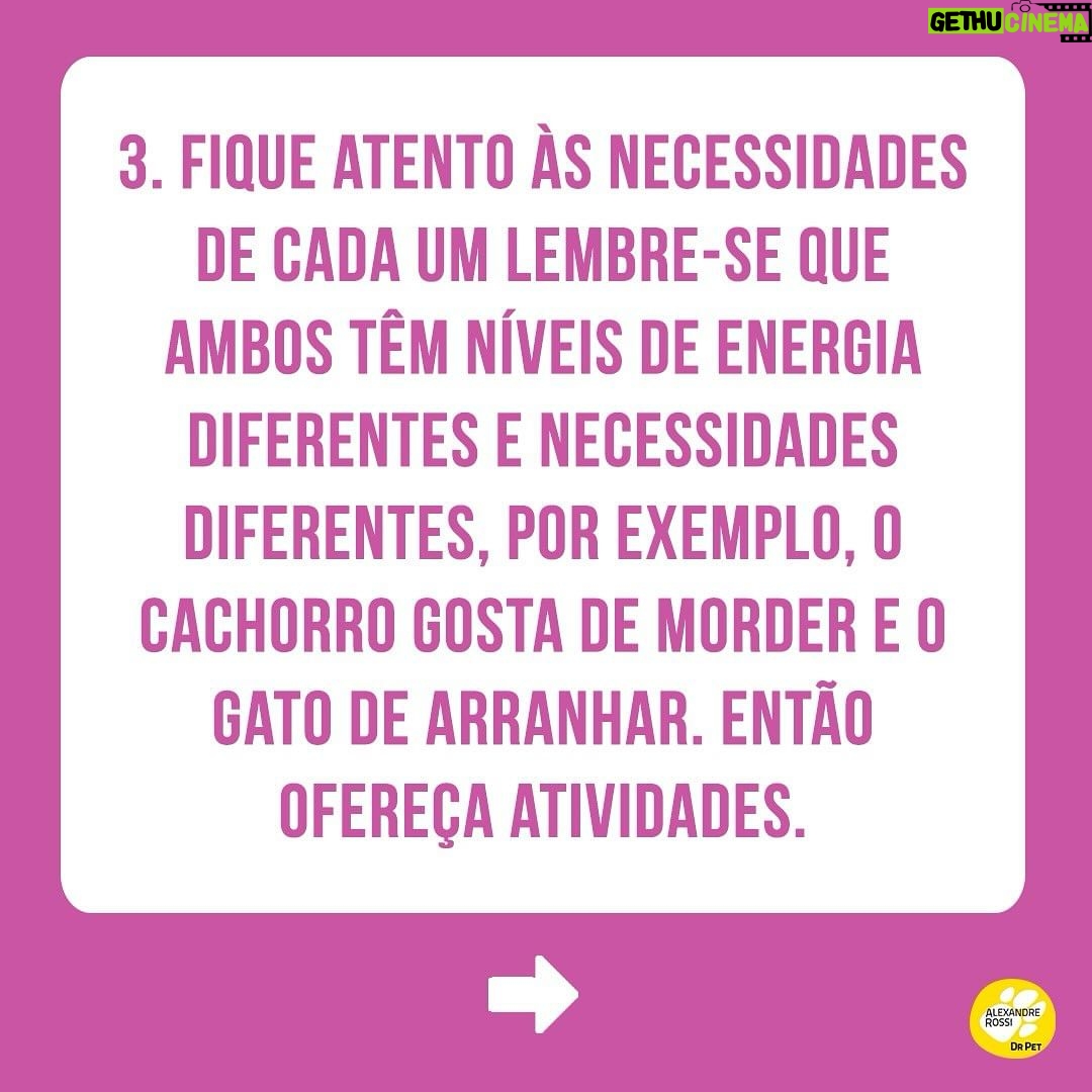 Alexandre Rossi Instagram - Adotar um novo integrante pode ser algo desafiador, ainda mais pra quem já tem um pet em casa e de outra espécie. Afinal, o mais velho provavelmente não pediu alguém pra dividir a casa, a atenção e mudar sua rotina, rs. Por isso, hoje eu trouxe 4 dicas que podem te ajudar a criar uma relação saudável entre seus pets. ➡️E pra saber mais sobre como educar seu pet, vem conferir meus cursos no link da bio. : #alexandreross #drpet #comportamentoanimal #adestramentointeligente #cachorro #gato