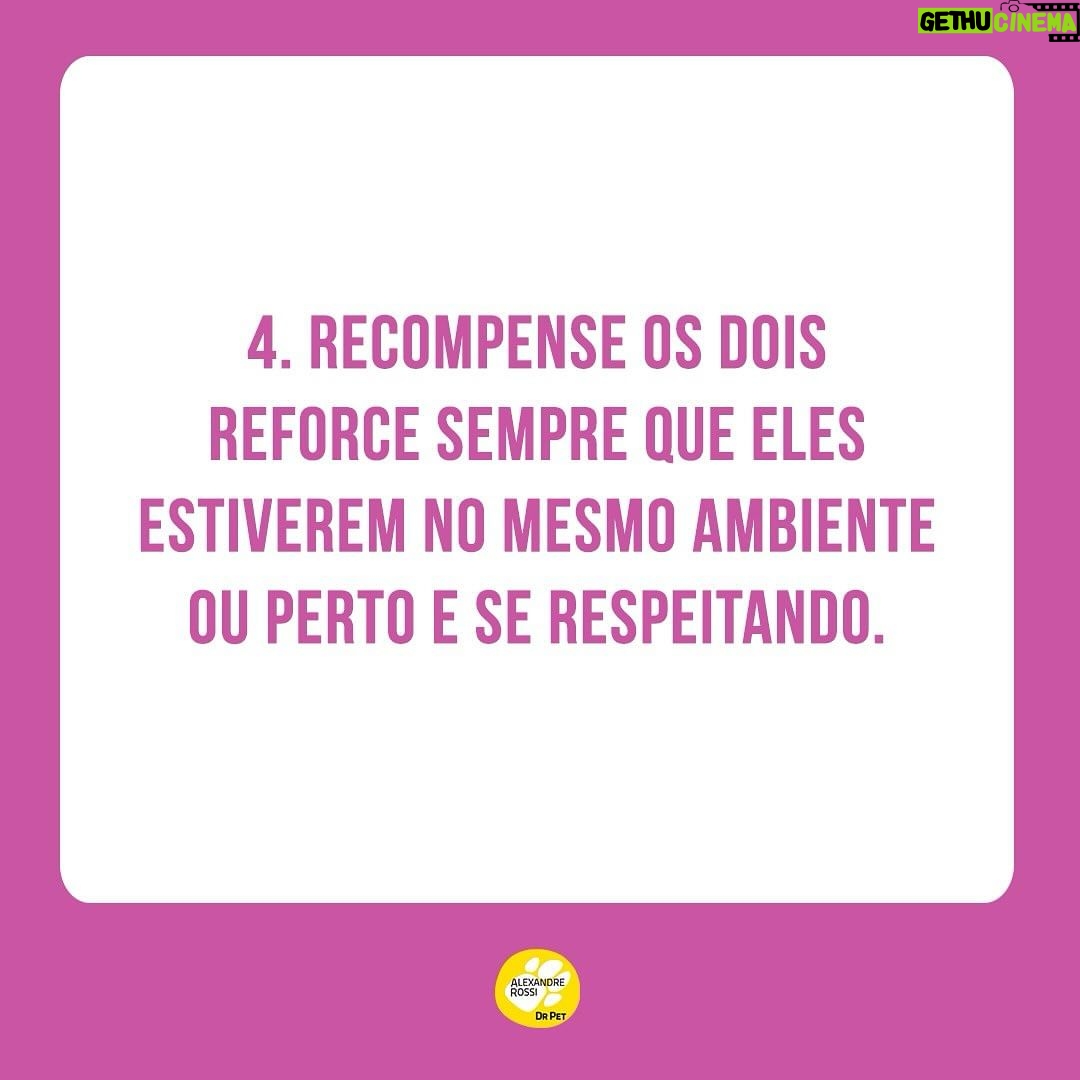 Alexandre Rossi Instagram - Adotar um novo integrante pode ser algo desafiador, ainda mais pra quem já tem um pet em casa e de outra espécie. Afinal, o mais velho provavelmente não pediu alguém pra dividir a casa, a atenção e mudar sua rotina, rs. Por isso, hoje eu trouxe 4 dicas que podem te ajudar a criar uma relação saudável entre seus pets. ➡️E pra saber mais sobre como educar seu pet, vem conferir meus cursos no link da bio. : #alexandreross #drpet #comportamentoanimal #adestramentointeligente #cachorro #gato