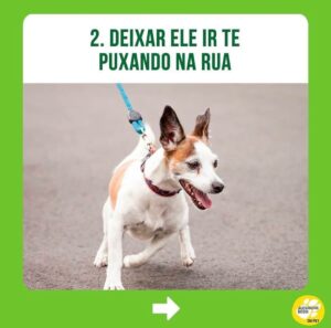 Alexandre Rossi Instagram - Passear com seu cão tem sido difícil? Se sim, saiba que essa é uma dificuldade que a maioria dos tutores enfrenta, e muitos acabam até desistindo de passear. 

Então, hoje vim te contar 3 erros que você pode estar cometendo com seu cão e que podem estar dificultando ainda mais o passeio com ele. 

“Mas, Dr Pet, o que faço então?” Comece ensinando seu cão a passear dentro de casa, colocando o equipamento de passeio e ande dentro de casa; e na hora de sair, espere ele se acalmar pra depois ir pra rua. 

Quer saber mais sobre como ter um cachorro educado? No link da bio, você encontra o acesso aos meus cursos de educação de cães!
: 
#alexandrerossi #drpet #cachorro #puxandonopasseio #passearcomcachorro #adestramentointeligente