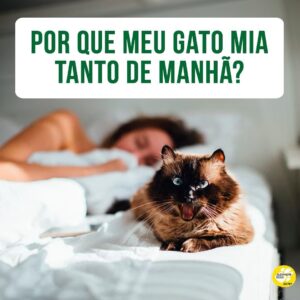 Alexandre Rossi Instagram - Muitos gateiros de plantão têm essa dúvida! 

A maioria dos gatos mia pela manhã porque estão acostumados a receber comida logo depois que o tutor acorda.

Ou seja, começam a miar pedindo comida e, como quase sempre funciona, continuam fazendo, e com o passar do tempo podem começar a miar cada vez mais cedo para testar os seus tutores.

“Mas, Dr Pet, o que faço então?” Evite dar comida logo que você levanta e divida a quantidade diária em várias porções, de preferência espalhadas pela casa, em vez de colocar tudo no pote. Assim você tira a associação de que ele vai ganhar comida logo cedo e que ele depende de você para isso, além de estimular seu bichano a fazer exercícios.

Ah, e outra coisa importante: ofereça ração úmida só à noite, pra evitar que ele tenha essa comida tão gostosa logo cedo e também te acorde para pedir.

🐱E se você gostou da dica, no meu curso “Como cuidar de gatos”, eu falo sobre isso e outros problemas de comportamento dos felinos. O link está na bio!
:
#alexandrerossi #drpet #adestramentointeligente #gato #comportamentofelino #comportamentoanimal