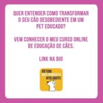 Alexandre Rossi Instagram - E aí, se identificou? rs Pois é, muita gente me procura dizendo que tem um pet desobediente, mas nunca separou um tempo pra educar o pet de uma forma que ele entenda. Precisamos lembrar que eles são como crianças, chegam sem saber o que é certo ou errado, e cabe a nós ensinarmos, com paciência e persistência. Uma dica é: sempre recompense os bons comportamentos do seu pet, de preferência com um petisco. ➡️Quer saber mais sobre como educar seu pet de uma forma simples e eficiente? Vem ser meu aluno no meu curso de educação de cães. O link está bio. : #alexandrerossi #drpet #comportamentoanimal #saudeanimal #alimentosproibidos