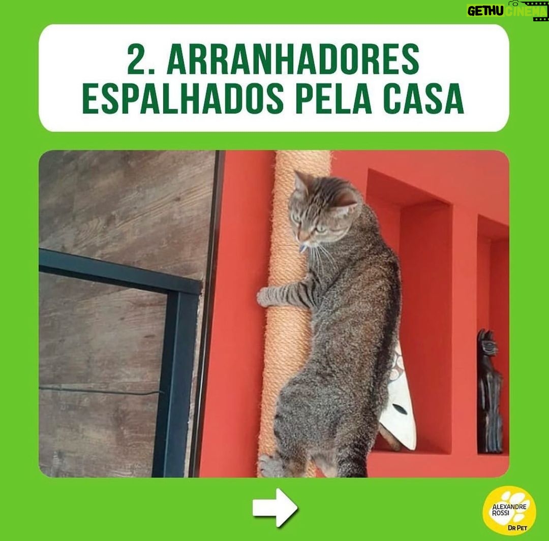 Alexandre Rossi Instagram - E aí, seu gato tem tudo isso no dia a dia dele? Quem tem gato em casa sabe que eles são animais incríveis e cheios de particularidades, e o que mais queremos é que eles sejam felizes. Por isso, hoje eu trouxe 3 coisas que você pode fazer pra que seu gato seja muito feliz! Bom domingo a todos! : #alexandrerossi #drpet #gatos #bemestar #gatolover #gatofeliz #comportamentoanimal