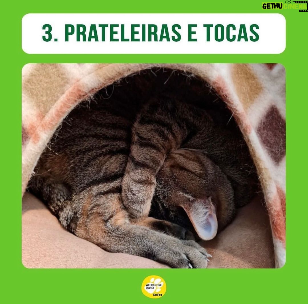 Alexandre Rossi Instagram - E aí, seu gato tem tudo isso no dia a dia dele? Quem tem gato em casa sabe que eles são animais incríveis e cheios de particularidades, e o que mais queremos é que eles sejam felizes. Por isso, hoje eu trouxe 3 coisas que você pode fazer pra que seu gato seja muito feliz! Bom domingo a todos! : #alexandrerossi #drpet #gatos #bemestar #gatolover #gatofeliz #comportamentoanimal