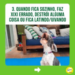 Alexandre Rossi Instagram - Identificou seu pet em algum desses?

Se sim, não se desespere! Os cães são animais que gostam de companhia, por isso, muitos acabam sofrendo quando precisam ficar sozinhos. 

Mas existem estratégias que podem ajudar seu cão e amenizar o problema. Uma delas é associar sua saída a algo que ele goste muito, como um osso de nylon pra roer ou um caça ao petisco.

➡️ E se você quer saber mais sobre o que fazer, venha ser meu aluno no curso “Ansiedade de separação: como treinar meu cachorro pra ficar tranquilo sozinho em casa”. O link está na bio!
:
#drpet #alexandrerossi#comportamentoanimal #ansiedadedeseparação #cachorro