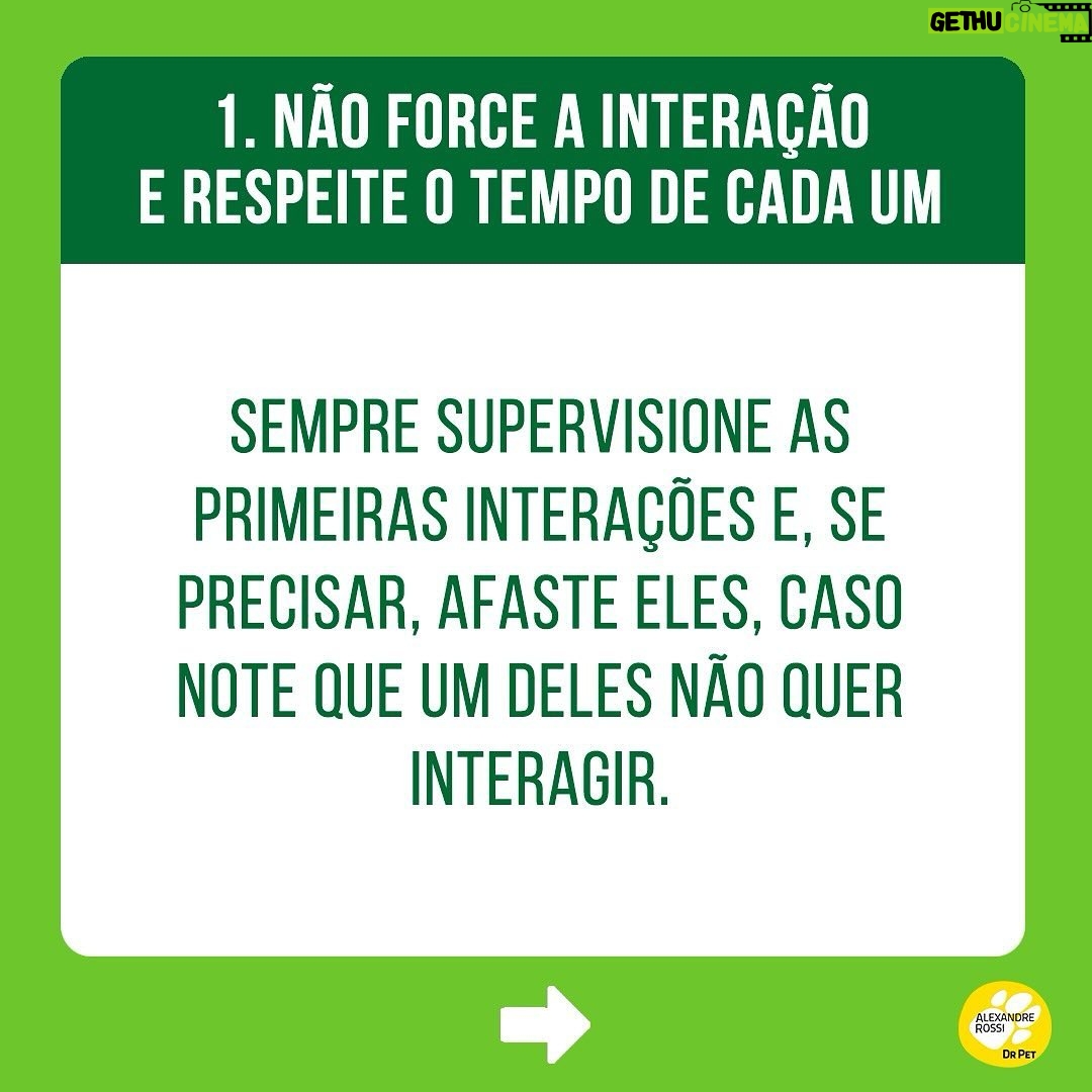 Alexandre Rossi Instagram - Adotar um filhote pode ser algo desafiador, ainda mais pra quem já tem um cão mais velho em casa. Afinal, o mais velho provavelmente não pediu alguém pra dividir a casa, a atenção e mudar a rotina dele, rs. Por isso, hoje eu trouxe 3 dicas que podem te ajudar a criar uma relação saudável entre seu filhote e o cão que já era “dono da casa”. ➡️E pra saber mais sobre como educar seu filhote, vem ser meu aluno no meu curso de filhotes. O link está na bio. : #alexandrerossi #drpet #filhote #cachorro #socializacao #comportamentoanimal #adestramentointeligente