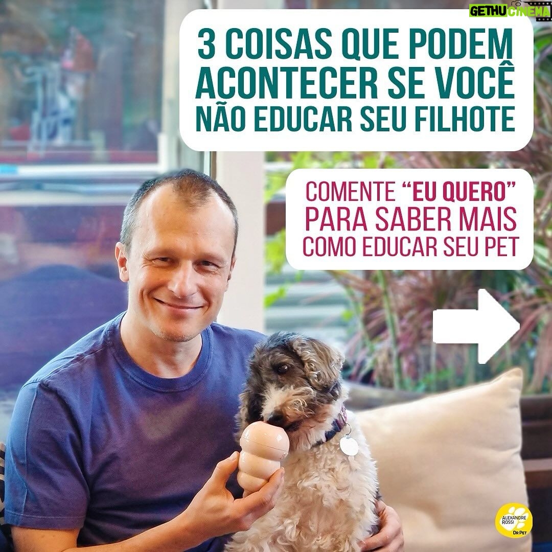 Alexandre Rossi Instagram - A maioria das pessoas acredita que não é tão importante educar o cão quando ele ainda é um filhote, mas você sabia que é educando nessa fase que prevenimos várias coisas, inclusive a agressividade? Pois é, os filhotes têm um período que chamamos de “janela de socialização” e é muito importante apresentar o mundo de forma controlada e positiva e educá-los nessa fase, pois o que aprendem nela, eles levam pra vida adulta. Então, se você conseguir educar seu filhote, vai ter um adulto educado e sociável que vai poder te acompanhar em qualquer lugar e se um dia precisar ficar um tempinho sozinho, também vai tirar de letra, rs. Muito legal, né?! E pra saber mais sobre como educar seu filhote, comenta “EU QUERO”. : #alexandrerossi #drpet #filhotes #educaçãodefilhotes #adestramentointeligente