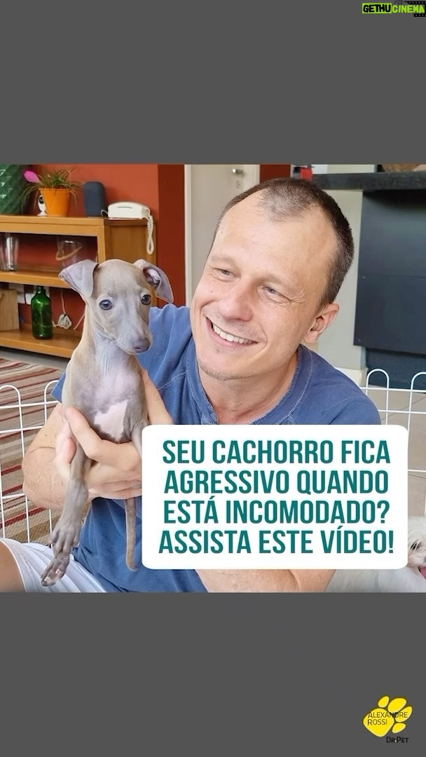 Alexandre Rossi Instagram - Seu filhote já ficou agressivo em algum momento? A maioria das pessoas não sabe, mas a agressividade pode aparecer quando os cães ainda são filhotes. E precisamos tomar alguns cuidados pra que isso não se torne um problema e o filhote cresça e fique agressivo. Por isso, hoje eu trouxe uma dica pra vocês, que foi a dúvida de uma aluno do meu curso de filhotes lá no WhatsApp. Vem conferir no vídeo! E se quiser fazer parte desse grupo, vem ser meu aluno no curso de filhotes! O link está na bio. : #alexandrerossi #drpet #cursodefilhote #adestramentodefilhotes #filhote #adestramentointeligente #filhotemordendo