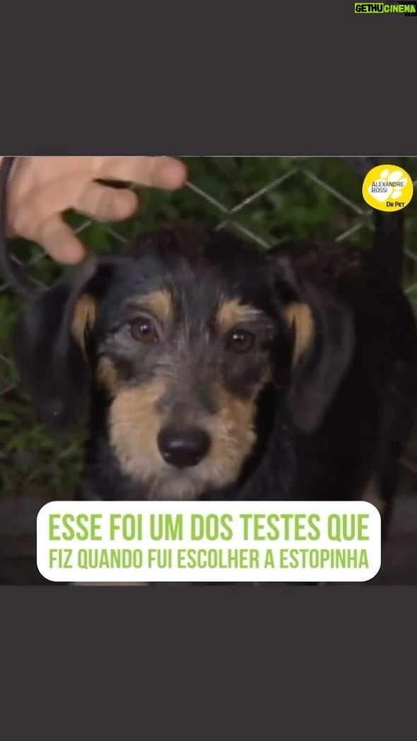 Alexandre Rossi Instagram - Todos sabem que a Estopinha (@estopinharossi) foi adotada, e que eu escolhi ela pra ser minha assistente e companheira de vida. No dia da adoção, fiz vários testes com os cães do abrigo, pra saber quem mais se encaixava no perfil, inclusive um teste de andar de carro. E pasmem, a Topa foi a única que não vomitou no meu carro, rs. Era pra ser ela mesmo! Vem ouvir a história toda no meu podcast! Ele está disponível nas principais plataformas de áudio. : #alexandrerossi #drpet #podcast #podcasrtdrpet #estopinha #comportamentoanimal #adocaodaestopinha