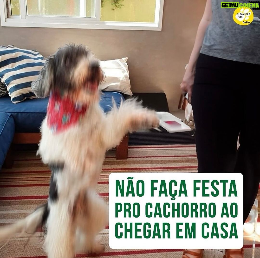 Alexandre Rossi - 6.4K Likes - Eu sei que quando você chega em casa, seu pet vem te receber superfeliz e com aquela cara de “que bom que você voltou”. Mas apesar de ser quase irresistível, não é uma boa ideia fazer festa pra ele.
Isso pode piorar a dependência que ele tem de você, porque esse momento de chegada fica ainda mais excitante, fazendo com que ele fique aguardando esse momento e, enquanto você não chega, ele pode ficar desesperado e sofrer, chorando, latindo ou até errando o xixi e roendo alguma coisa que não deveria.
“Mas Dr Pet, o que eu faço então?” Você não precisa ignorar ele, calma! Você pode chegar, dar um “oi” rápido, ir pro quarto, trocar de roupa e só depois dar atenção pra ele pra dar tempo dele se acalmar um pouco. E a mesma coisa serve pra hora de sair, ou seja, não dê aquele tchau dramático.
Mas claro, se o seu pet fica bem sozinho, não é muito ansioso e te recebe tranquilo, isso não se aplica ao seu caso!
Já me conta aqui se você sabia disso! E se quiser ensinar seu pet a ficar sozinho sem sofrer, vem ser meu aluno no curso “Ansiedade de separação: como treinar meu cachorro pra ficar tranquilo sozinho em casa”. O link está na bio.
:
#alexandrerossi #drpet #ansiedadedeseparacao #cachorro #cachorroansioso #comportamentoanimal