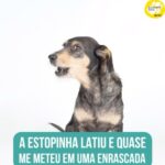 Alexandre Rossi Instagram - Se você mora em apartamento, sabe que os cães que latem acabam incomodando os vizinhos, e muitas vezes recebemos telefonemas e até multas. E vocês acreditam que eu já recebi um vizinho tocando a campainha porque a Estopinha estava latindo? Pois é, ele só não sabia que eu estava treinando ela pra se acostumar com os barulhos e não latir mais, e ele ficou super sem graça, rs. Contei mais dessa história no meu podcast, disponível nas principais plataformas de áudio! Corre lá pra conferir. : #alexandrerossi #drpet #podcast #podcasrtdrpet #estopinha #comportamentoanimal