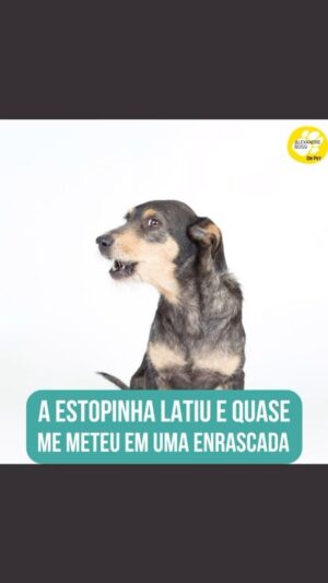 Alexandre Rossi Instagram - Se você mora em apartamento, sabe que os cães que latem acabam incomodando os vizinhos, e muitas vezes recebemos telefonemas e até multas.

E vocês acreditam que eu já recebi um vizinho tocando a campainha porque a Estopinha estava latindo? Pois é, ele só não sabia que eu estava treinando ela pra se acostumar com os barulhos e não latir mais, e ele ficou super sem graça, rs.

Contei mais dessa história no meu podcast, disponível nas principais plataformas de áudio! Corre lá pra conferir.
:
#alexandrerossi #drpet #podcast #podcasrtdrpet #estopinha #comportamentoanimal