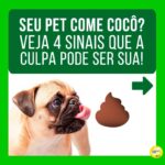Alexandre Rossi Instagram - Se identificou com algum? Então, primeiramente eu quero que você saiba que não está sozinho! A coprofagia (ato de comer cocô) é mais comum do que se imagina. Além disso, na maioria das vezes, as pessoas acabam reforçando esse comportamento sem saber, como podem ver neste post! Apesar da coprofagia ser, sim, um comportamento normal em várias espécies de animais, o ato pode gerar muito constrangimento nos tutores e comprometer a relação com seus pets, algo que acaba prejudicando a qualidade de vida de todos. Então, se esse é o seu caso, um dos primeiros passos é identificar o que está levando seu pet a comer cocô e depois treinar de acordo e/ou tratar medicamentosamente, se necessário. ➡️Eu criei um curso online completo pra te ajudar a entender melhor esse problema e a melhor forma de lidar com ele e voltar a ter uma boa convivência com seu pet. O link está na bio! : #alexandrerossi #drpet #comportamentofelino #adestramentointeligente #cachorros #coprofagia