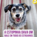 Alexandre Rossi Instagram - Vocês lembram que a Estopinha (@estopinharossi) amava petisco, né?! Ela já roubou petisco de vários estagiários da @caocidadao, a empresa de adestramento que fundei. Eles vinham em casa pra fazer aula com ela, e mesmo eu avisando pra eles ficarem espertos, ela dava um jeitinho e roubava, rs. Ela era demais mesmo! E se quiser saber mais histórias como essa, eu contei várias histórias dela no meu podcast, disponível nas principais plataformas de áudio. : #alexandrerossi #drpet #podcast #podcasrtdrpet #estopinha #comportamentoanimak