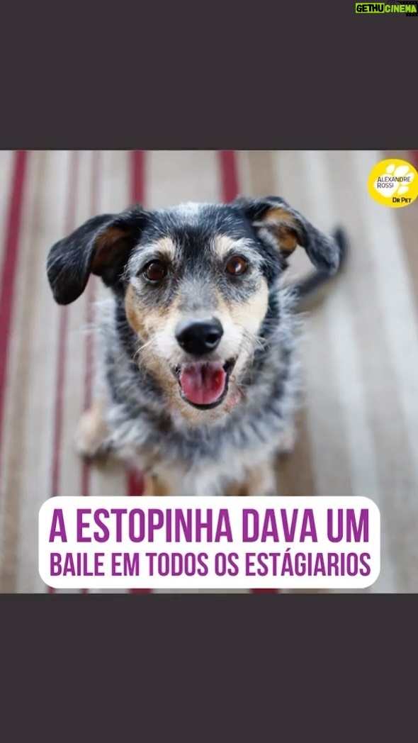 Alexandre Rossi Instagram - Vocês lembram que a Estopinha (@estopinharossi) amava petisco, né?! Ela já roubou petisco de vários estagiários da @caocidadao, a empresa de adestramento que fundei. Eles vinham em casa pra fazer aula com ela, e mesmo eu avisando pra eles ficarem espertos, ela dava um jeitinho e roubava, rs. Ela era demais mesmo! E se quiser saber mais histórias como essa, eu contei várias histórias dela no meu podcast, disponível nas principais plataformas de áudio. : #alexandrerossi #drpet #podcast #podcasrtdrpet #estopinha #comportamentoanimak