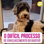 Alexandre Rossi Instagram - Vocês já sabem que o Barthô está envelhecendo e cada dia eu percebo novas mudanças nele com a idade. Apesar de saber que é o ciclo natural da vida, fico com o coração partido. Sei que muitas pessoas passam por esse processo de luto antecipado com a velhice e mudanças do pet, como me ensinou a querida @espacojoelmaruiz, por isso quis falar um pouquinho sobre isso com vocês. E quero saber se você já passou ou está passando por algo assim. Me conta aqui nos comentários. : #alexandrerossi #drpet #comportamentoanimal #envelhecimentocanino #cachorroidoso #bartho