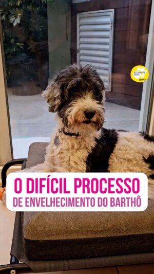 Alexandre Rossi Instagram - Vocês já sabem que o Barthô está envelhecendo e cada dia eu percebo novas mudanças nele com a idade. Apesar de saber que é o ciclo natural da vida, fico com o coração partido. 

Sei que muitas pessoas passam por esse processo de luto antecipado com a velhice e mudanças do pet, como me ensinou a querida @espacojoelmaruiz, por isso quis falar um pouquinho sobre isso com vocês. 

E quero saber se você já passou ou está passando por algo assim. Me conta aqui nos comentários.
:
#alexandrerossi #drpet #comportamentoanimal #envelhecimentocanino #cachorroidoso #bartho
