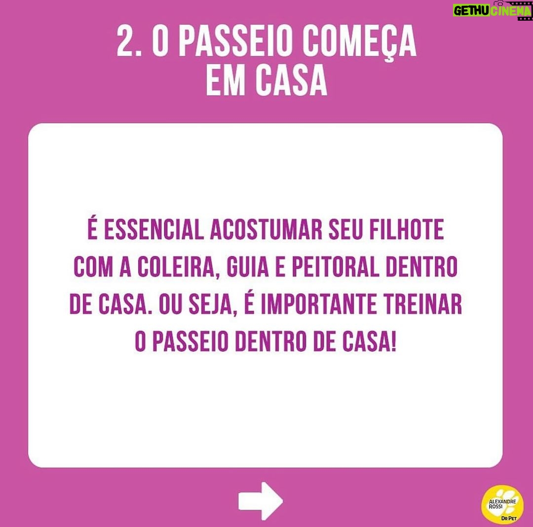 Alexandre Rossi Instagram - A maioria das pessoas que tem um filhote espera as vacinas terminarem, coloca a coleira e a guia e sai pra rua. Mas você sabia que essa não é a melhor forma de começar os passeios? Pois é, a melhor forma é aproveitar o período de socialização dos filhotes, que vai até o 100° dias, pra sair com eles no colo e em locais com poucos cães, ou seja, apresentar o mundo pra ele de forma controlada e positiva. Assim, você evita que ele se torne medroso ou agressivo, pois nesse período ele está mais receptivo a novas experiências. É importante também ensinar dentro de casa a usar o equipamento de passeio, colocando de forma gradual e associando com coisas boas, depois andando com ele pela casa e em locais calmos e só depois realmente saindo pro passeio. Quer saber mais? Vem ser meu aluno no meu curso “Educação de Filhotes”. O link está bio. : #alexandrerossi #drpet #comportamentocanino #filhote #educaçãodefilhote #adestramentointeligente
